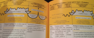 German New Medicine ® Practitioner | Education | Consulting.