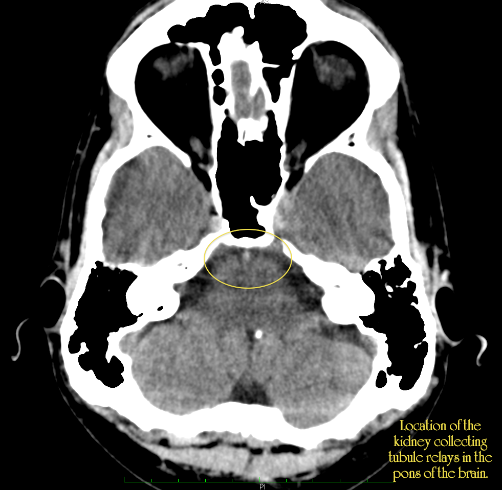 The Kidney Collecting Tubules.