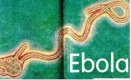 ebola10